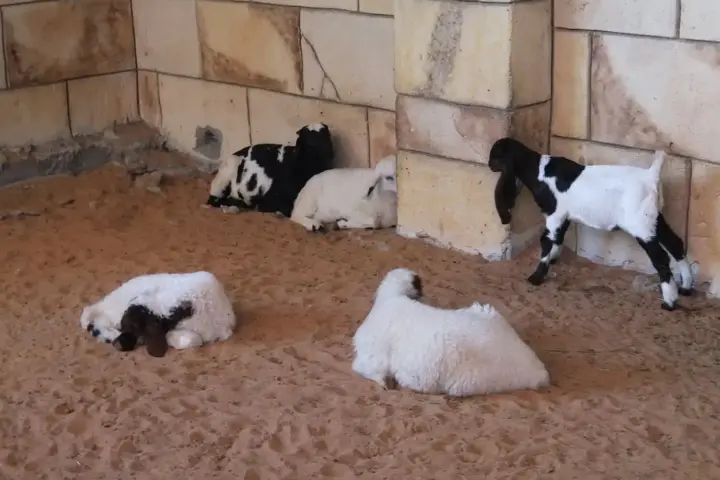 Young goats standing near wooden fences inside an interactive agricultural petting farm.