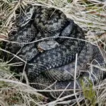Two European adders coiled together in Scottish grassland, showing the venomous species involved in the bite story.