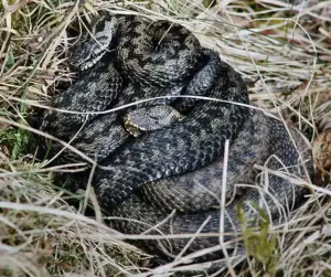 Two European adders coiled together in Scottish grassland, showing the venomous species involved in the bite story.