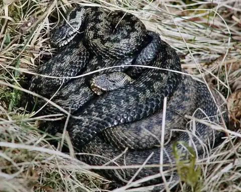 Two European adders coiled together in Scottish grassland, showing the venomous species involved in the bite story.