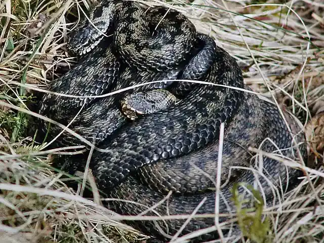 Two European adders coiled together in Scottish grassland, showing the venomous species involved in the bite story.
