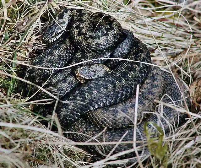 Two European adders coiled together in Scottish grassland, showing the venomous species involved in the bite story.