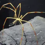 A Colossendeis sea spider resting on a rock surface, the deep-sea arthropod species found carrying amphipods 3,000 meters below the ocean surface.