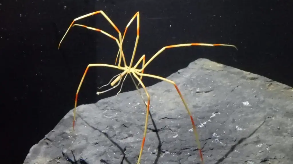 Colossendeis sea spider resting on a rock surface