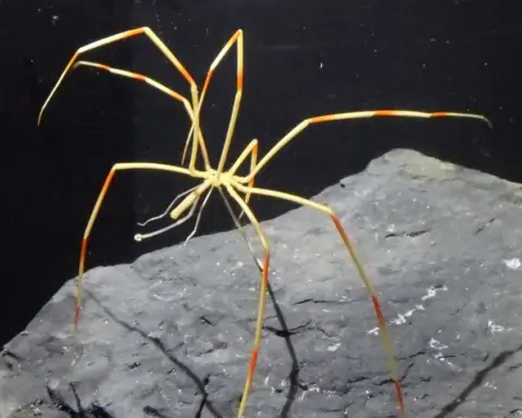 Colossendeis sea spider resting on a rock surface