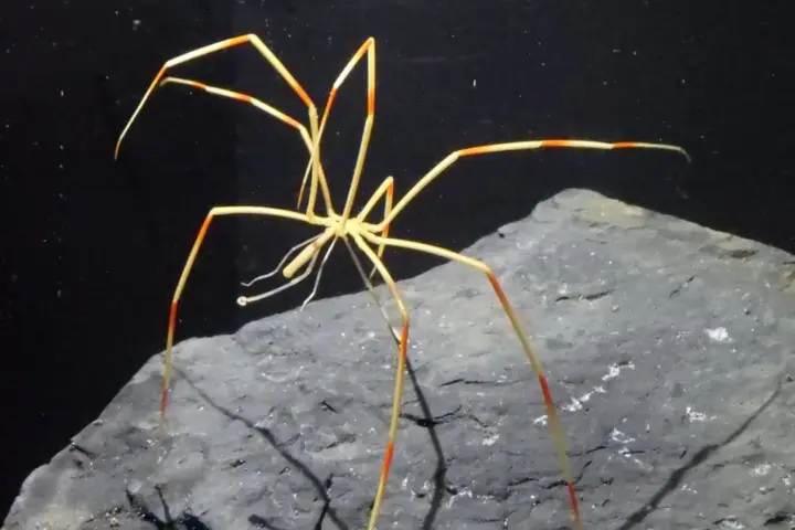 Colossendeis sea spider resting on a rock surface
