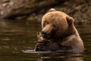 Adult wild bear feeding on fresh salmon along a rocky river gravel bar during autumn run.