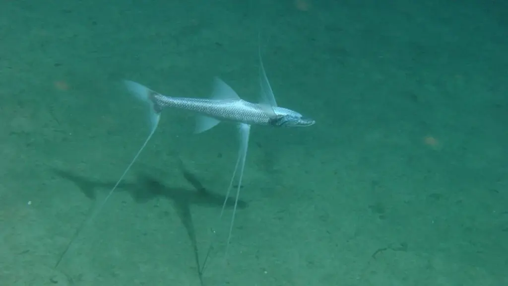 A deep-sea tripod fish resting above the ocean sediment with elongated pelvic and caudal fin rays.