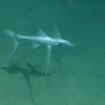 A deep-sea tripod fish resting above the ocean sediment with elongated pelvic and caudal fin rays.