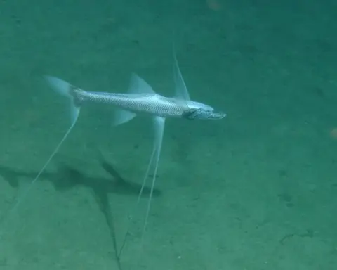 A deep-sea tripod fish resting above the ocean sediment with elongated pelvic and caudal fin rays.