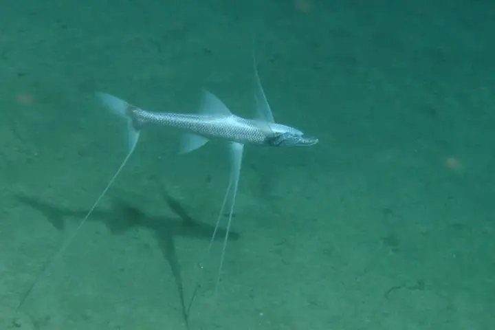 A deep-sea tripod fish resting above the ocean sediment with elongated pelvic and caudal fin rays.