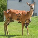 White-tailed deer photo used for a 2026 deer archery season safety story.