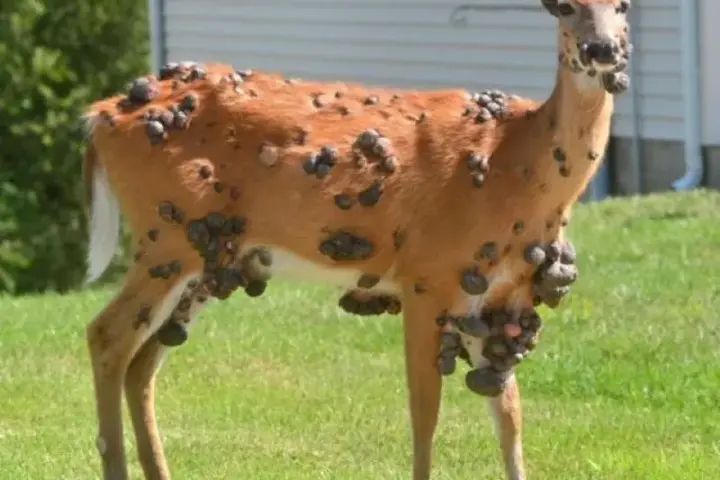 White-tailed deer photo used for a 2026 deer archery season safety story.