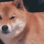 Shiba Inu dog used as a visual reference for Dogecoin coverage