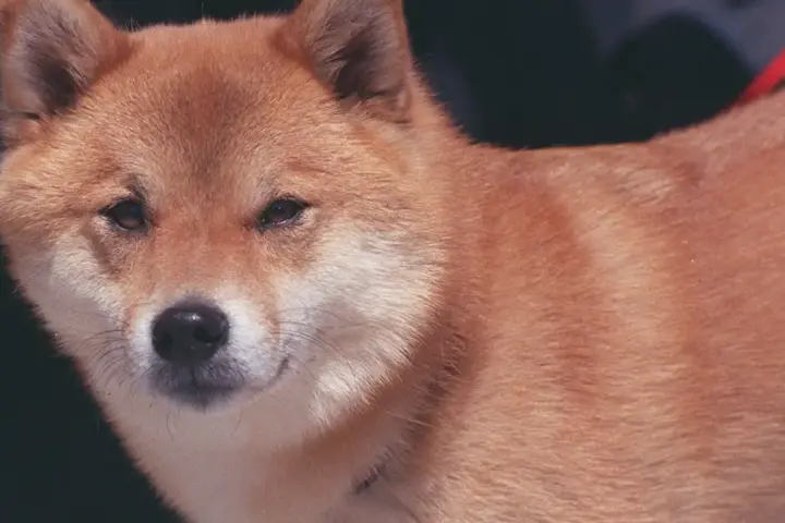 Shiba Inu dog used as a visual reference for Dogecoin coverage