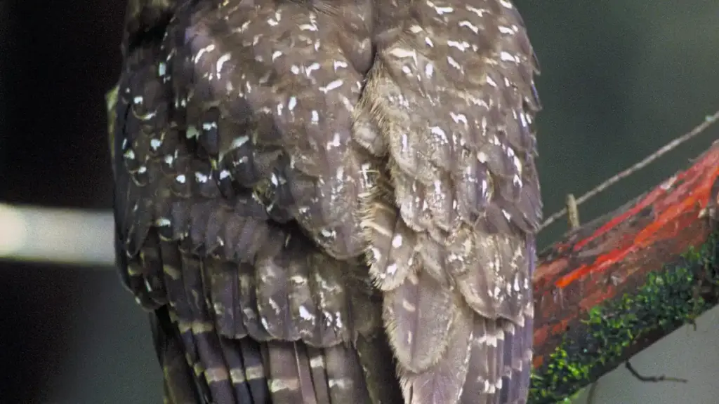 Northern spotted owl perched on a branch, contextual image for the Trump administration ESA rule-change article