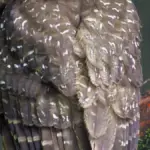 Northern spotted owl perched on a branch, contextual image for the Trump administration ESA rule-change article