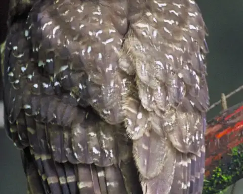 Northern spotted owl perched on a branch, contextual image for the Trump administration ESA rule-change article