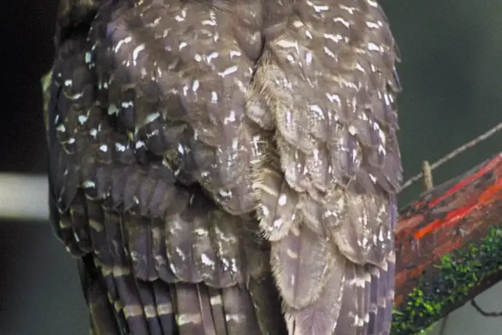 Northern spotted owl perched on a branch, contextual image for the Trump administration ESA rule-change article