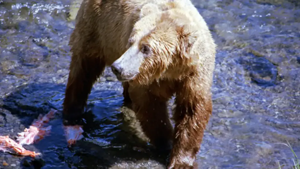 Adult Alaskan brown bear standing in rushing river rapids at Brooks Falls catching migrating sockeye salmon.
