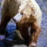 Adult Alaskan brown bear standing in rushing river rapids at Brooks Falls catching migrating sockeye salmon.