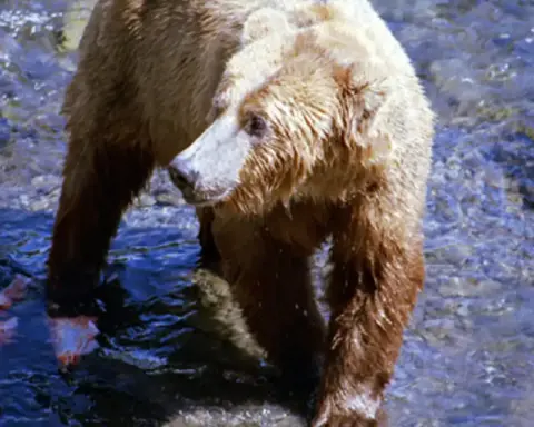 Adult Alaskan brown bear standing in rushing river rapids at Brooks Falls catching migrating sockeye salmon.