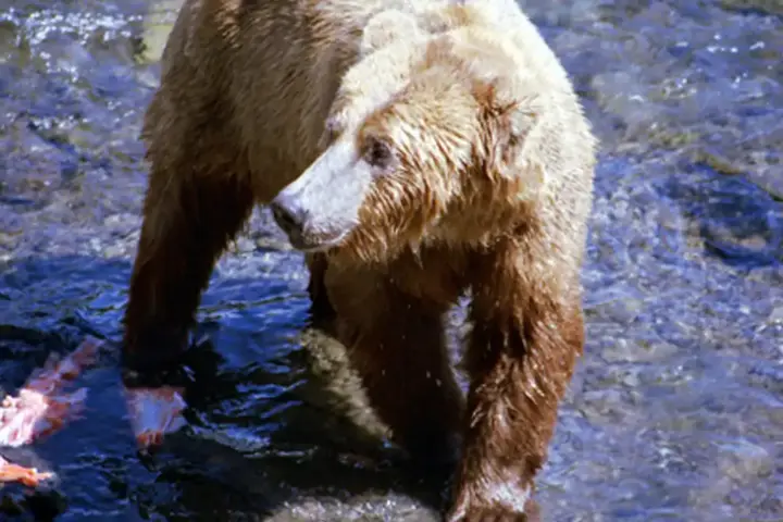 Adult Alaskan brown bear standing in rushing river rapids at Brooks Falls catching migrating sockeye salmon.