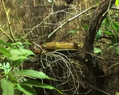 Close-up of a corn snake with reddish-brown and tan blotches draped over brown branches with green leaves