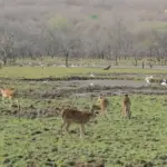 Green India Mission Misses Target
