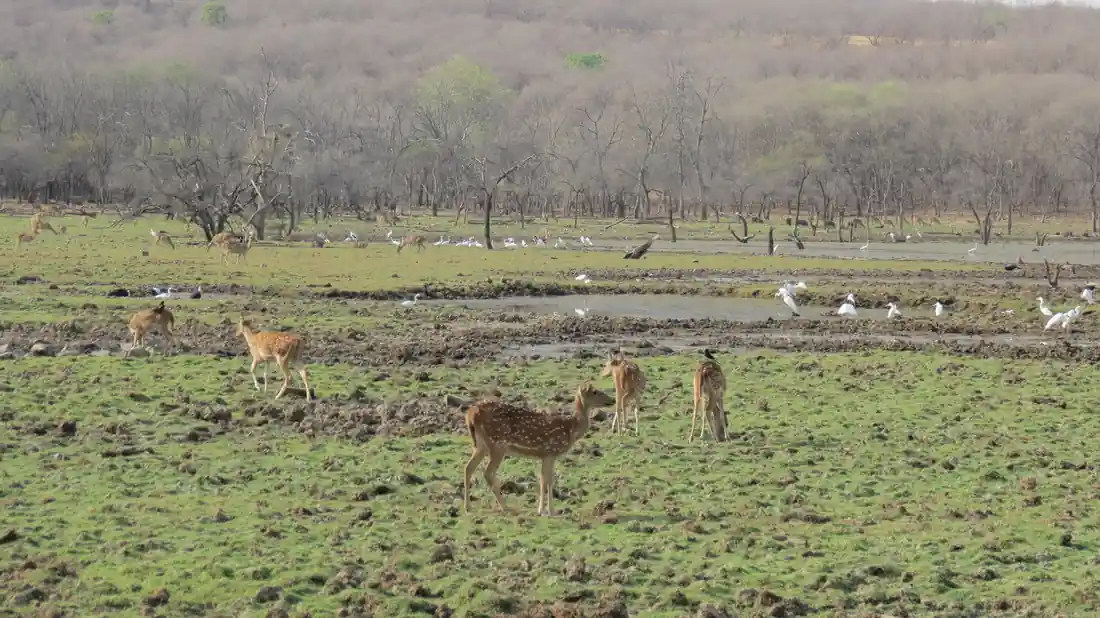 Green India Mission Misses Target