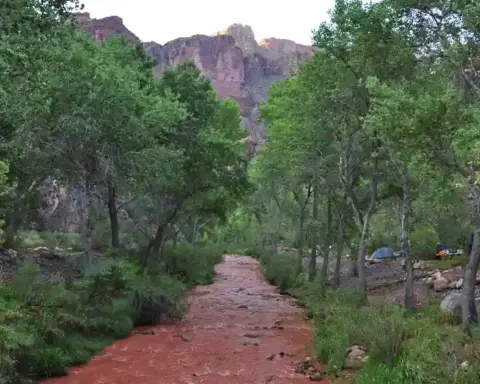 Muddy brown floodwaters rushing through Bright Angel Creek canyon corridor over rocks and fallen tree debris near Phantom Ranch.