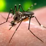 Macro photograph of a female Aedes aegypti mosquito showing black and white striped markings