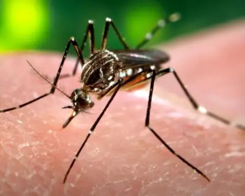 Macro photograph of a female Aedes aegypti mosquito showing black and white striped markings