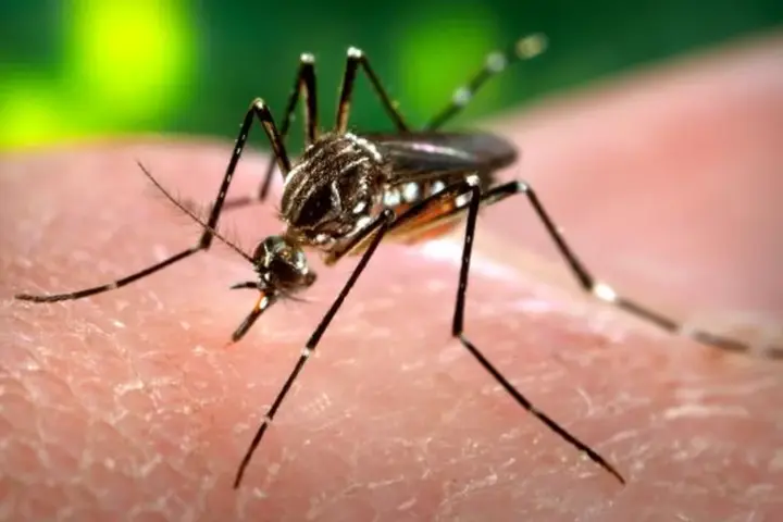 Macro photograph of a female Aedes aegypti mosquito showing black and white striped markings