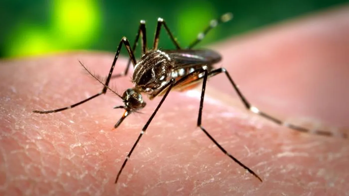 Macro photograph of a female Aedes aegypti mosquito showing black and white striped markings