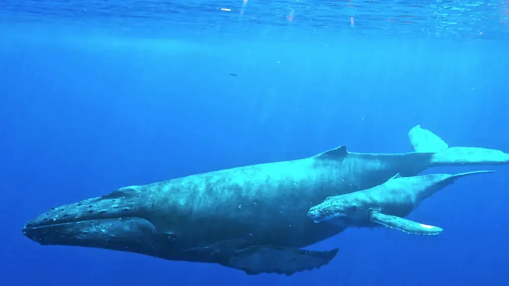 Underwater photograph of an adult humpback whale swimming beside a calf in open ocean