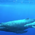 Underwater photograph of an adult humpback whale swimming beside a calf in open ocean