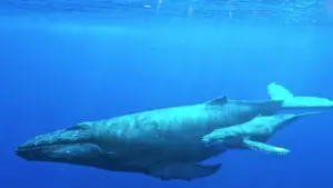 Underwater photograph of an adult humpback whale swimming beside a calf in open ocean