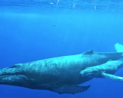 Underwater photograph of an adult humpback whale swimming beside a calf in open ocean