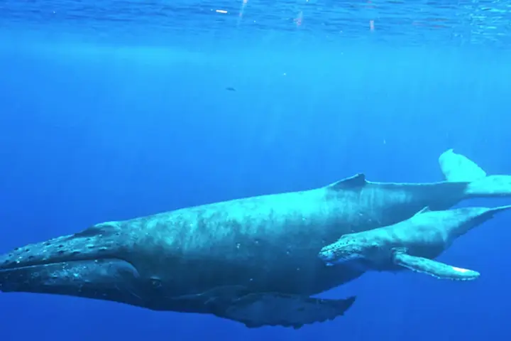 Underwater photograph of an adult humpback whale swimming beside a calf in open ocean