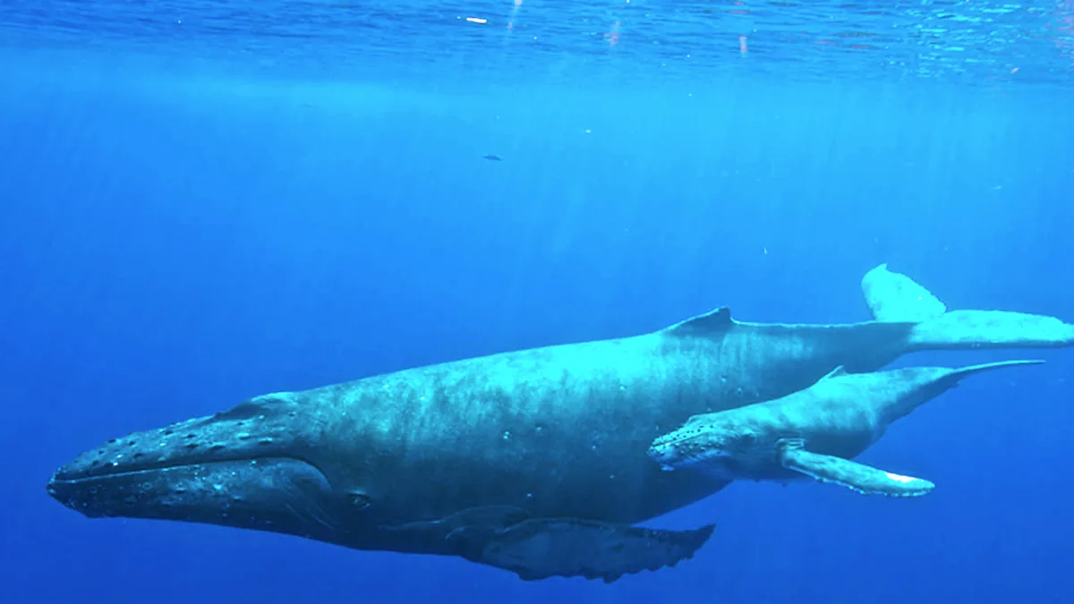 Underwater photograph of an adult humpback whale swimming beside a calf in open ocean