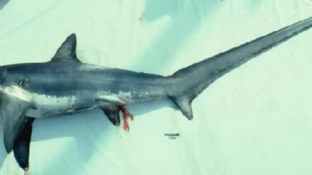 Preserved adult thresher shark showing its long upper tail fin