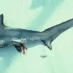 Preserved adult thresher shark showing its long upper tail fin