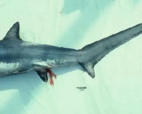 Preserved adult thresher shark showing its long upper tail fin