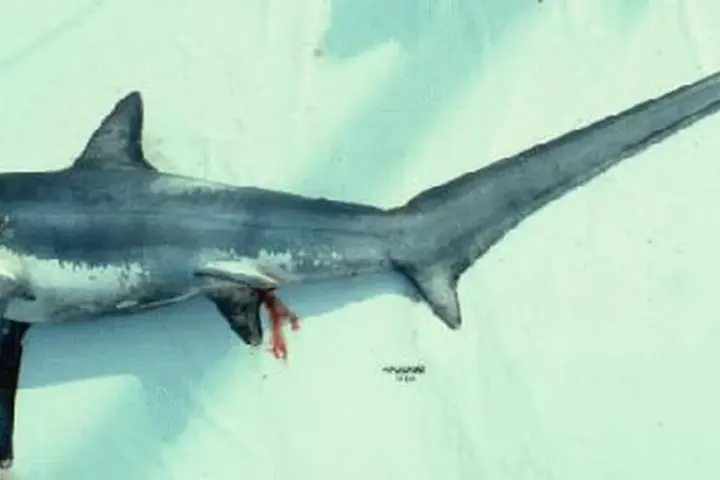 Preserved adult thresher shark showing its long upper tail fin
