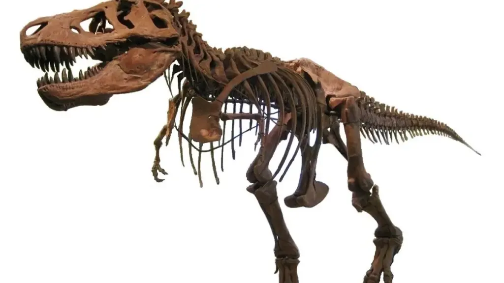 Tyrannosaurus rex skeleton specimen AMNH 5027 mounted for display against a plain background