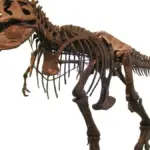 Tyrannosaurus rex skeleton specimen AMNH 5027 mounted for display against a plain background