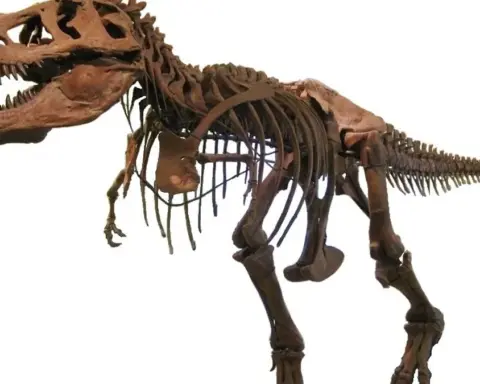 Tyrannosaurus rex skeleton specimen AMNH 5027 mounted for display against a plain background