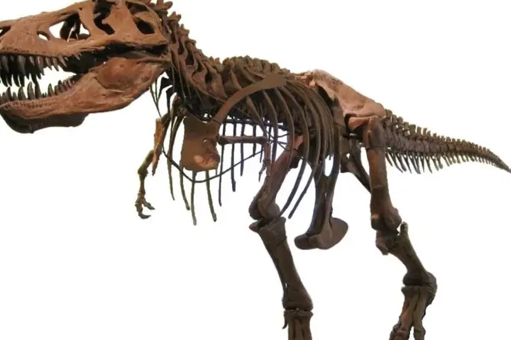 Tyrannosaurus rex skeleton specimen AMNH 5027 mounted for display against a plain background