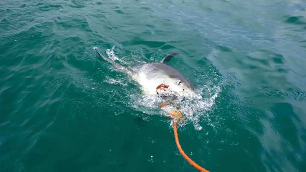 Great white shark swimming close to the ocean surface in temperate coastal water